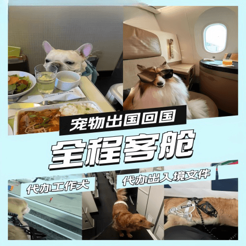 琼中县宠物托运到白俄罗斯宠物入境规定和要求