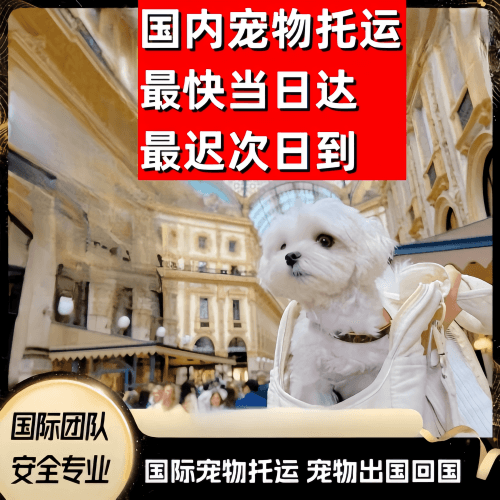 琼中县到澳大利亚（澳洲）宠物入境规定和要求